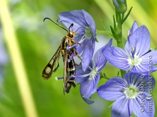 Pyropteron triannuliformis