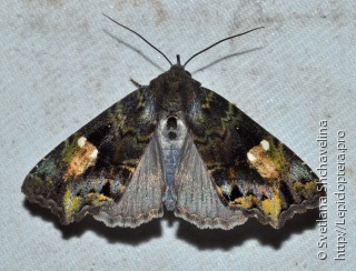 Lepidoptera