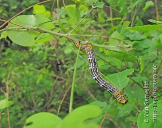 Lepidoptera