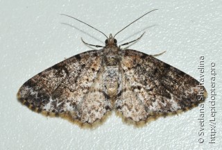 Lepidoptera