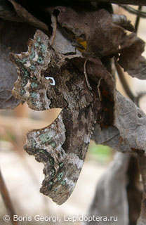 Polygonia c-album