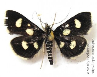 Anania funebris