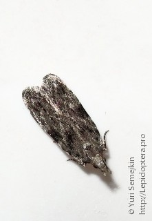 Lepidoptera