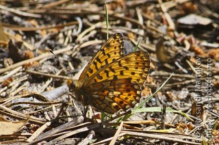 Boloria euphrosyne