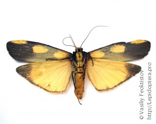 Самка  Monosyntaxis holmanhunti