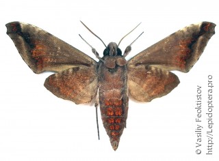 Acosmeryx naga