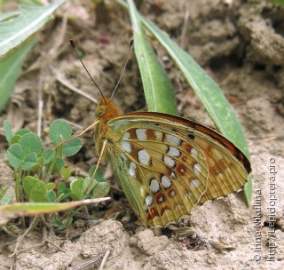 Argynnis adippe