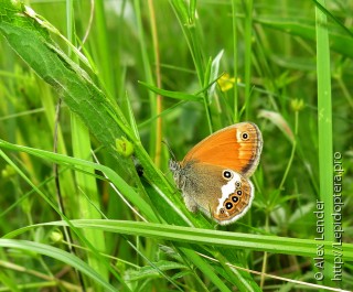 Coenonympha arcania