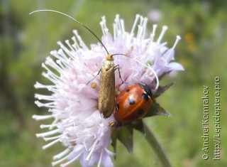 Nemophora metallica