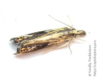 Catoptria verellus