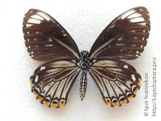 Имаго  Papilio clytia
