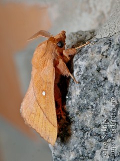 Самец  (Odonestis pruni)
