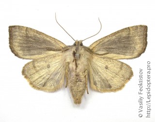 Ipimorpha subtusa