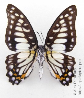 Graphium chironides