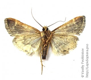 Pyralis farinalis