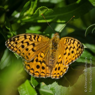 Argynnis adippe