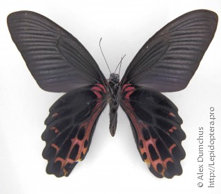 Имаго  Papilio thaiwanus