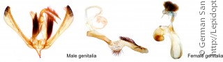 Самец и самка  Riagria xylinoides