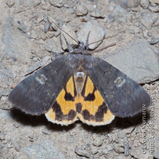 Catocala agitatrix