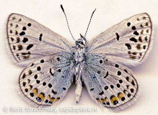 Polyommatus cyane