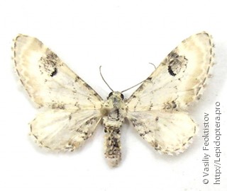 Eupithecia centaureata