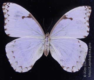 Morpho epistrophus