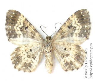 Epirrhoe alternata