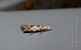 Phyllonorycter