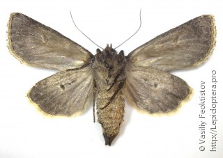 Tholera decimalis