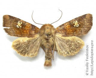 Amphipoea oculea