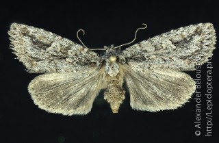 Самка  Phidrimana amurensis