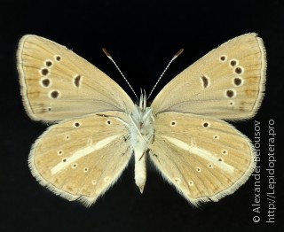 Polyommatus ripartii