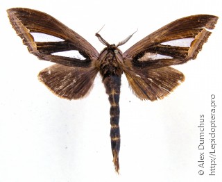 Имаго  Tarsolepis malayana