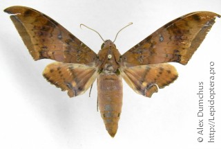 Ambulyx moorei