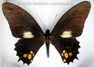 Имаго  Papilio chiansiades