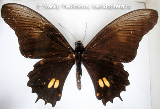 Имаго  Papilio isidorus
