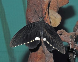 Имаго  Papilio polytes