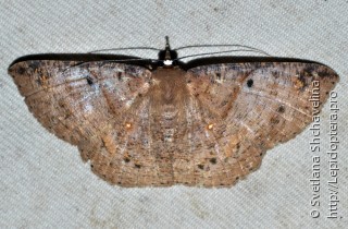 Lepidoptera