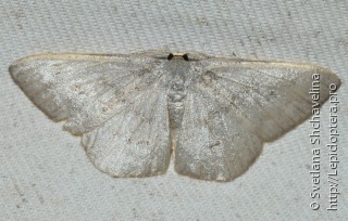 Lepidoptera