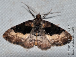 Lepidoptera