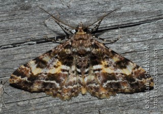 Lepidoptera