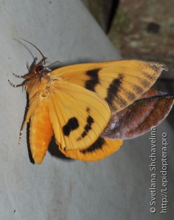 Eudocima aurantia