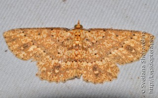 Lepidoptera