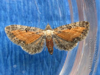 Eupithecia icterata