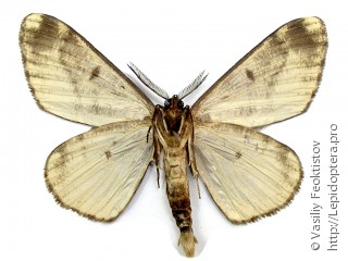 Hypomecis roboraria