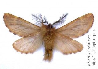 Ptilophora plumigera