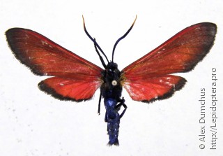 Empyreuma affinis