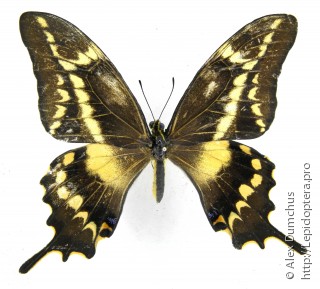 Самец  Papilio aristodemus