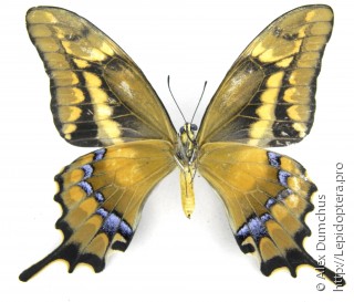 Имаго  Papilio aristodemus