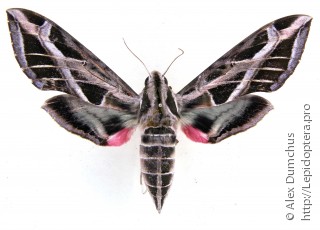 Eumorpha vitis